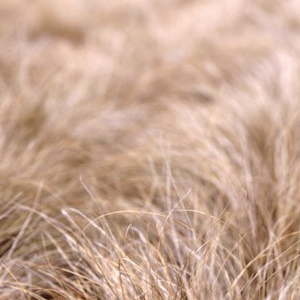 ����� ����������� (Carex comans) Bronze Curls 5 ��. �����.