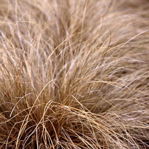 ����� ����������� (Carex comans) Bronze Curls 5 ��. �����.