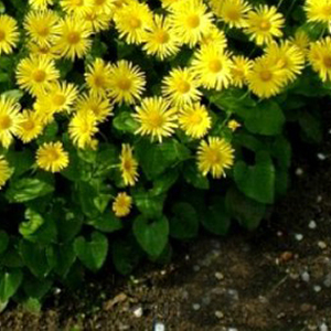 ��������� ��������� (Doronicum orientale) Little Leo 5 ��. �����