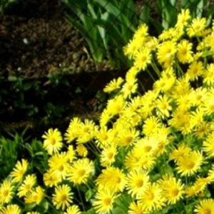 ��������� ��������� (Doronicum orientale) Little Leo 5 ��. �����