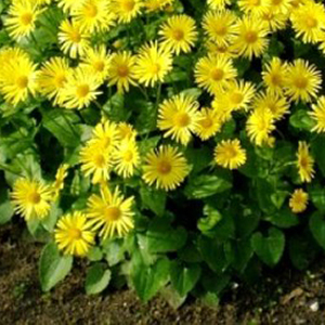 ��������� ��������� (Doronicum orientale) Little Leo 5 ��. �����