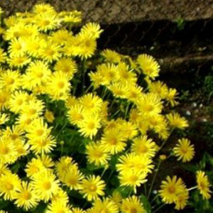 ��������� ��������� (Doronicum orientale) Little Leo 5 ��. �����