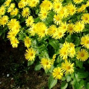 ��������� ��������� (Doronicum orientale) Little Leo 5 ��. �����