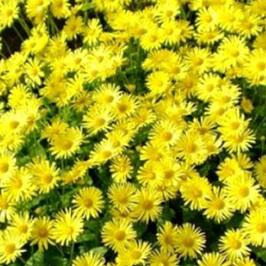 ��������� ��������� (Doronicum orientale) Little Leo 5 ��. �����