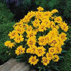 ��������� ��������������� (Coreopsis grandiflora) Early Sunrise, 10 �� ����� 