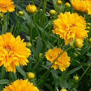 ��������� ��������������� (Coreopsis grandiflora) Early Sunrise, 10 �� ����� 
