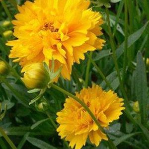 ��������� ��������������� (Coreopsis grandiflora) Early Sunrise, 10 �� ����� 
