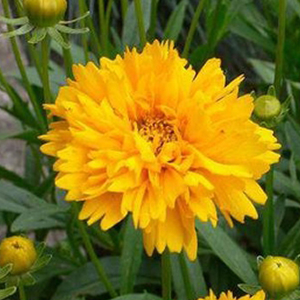 ��������� ��������������� (Coreopsis grandiflora) Early Sunrise, 10 �� ����� 