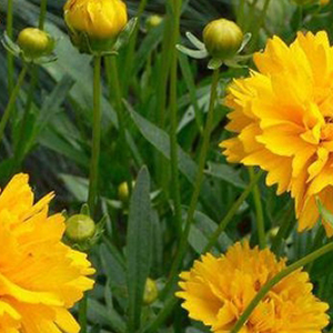 ��������� ��������������� (Coreopsis grandiflora) Early Sunrise, 10 �� ����� 