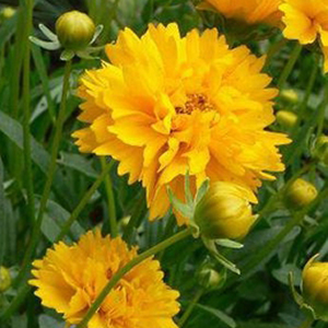 ��������� ��������������� (Coreopsis grandiflora) Early Sunrise, 10 �� ����� 