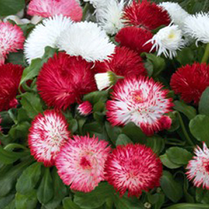���������� (Bellis perennis) Habanera Mix, 5 ��. �����