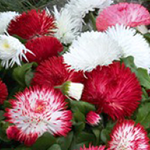 ���������� (Bellis perennis) Habanera Mix, 5 ��. �����