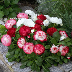 ���������� (Bellis perennis) Habanera Mix, 5 ��. �����
