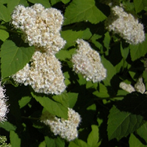������ ����� (Spiraea fritchiana), 0,1 � �����