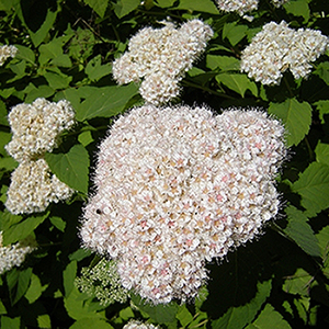 ������ ����� (Spiraea fritchiana), 0,1 � �����