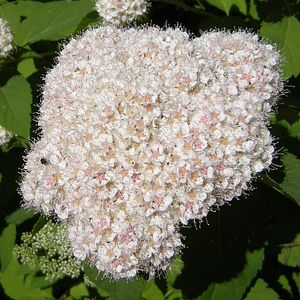 ������ ����� (Spiraea fritchiana), 0,1 � �����