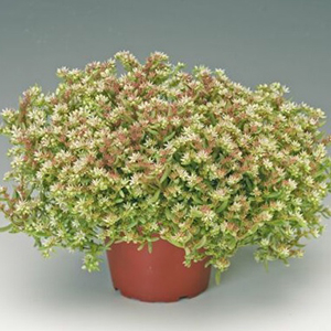 ����� ����� (Sedum nevii) Silver Frost, 10 ��. ����� �������!!! �¨������� ������! ����������� ������!