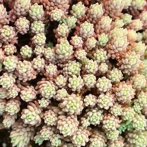 ����� ����� (Sedum nevii) Silver Frost, 10 ��. ����� �������!!! �¨������� ������! ����������� ������!