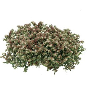 ����� ����� (Sedum nevii) Silver Frost, 10 ��. ����� �������!!! �¨������� ������! ����������� ������!