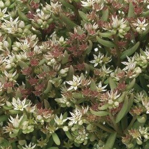 ����� ����� (Sedum nevii) Silver Frost, 10 ��. ����� �������!!! �¨������� ������! ����������� ������!