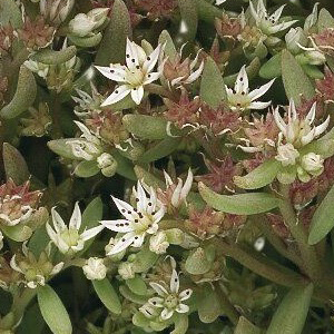 ����� ����� (Sedum nevii) Silver Frost, 10 ��. ����� �������!!! �¨������� ������! ����������� ������!