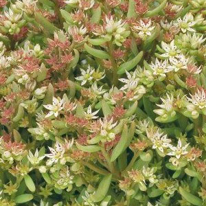 ����� ����� (Sedum nevii) Silver Frost, 10 ��. ����� �������!!! �¨������� ������! ����������� ������!