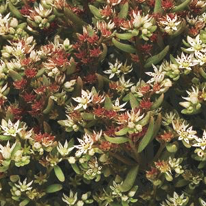 ����� ����� (Sedum nevii) Silver Frost, 10 ��. ����� �������!!! �¨������� ������! ����������� ������!