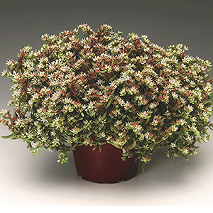 ����� ����� (Sedum nevii) Silver Frost, 10 ��. ����� �������!!! �¨������� ������! ����������� ������!