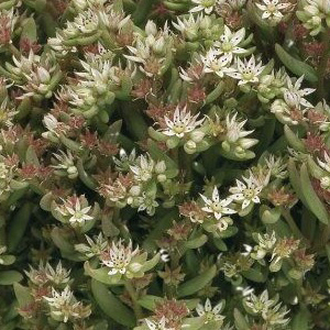 ����� ����� (Sedum nevii) Silver Frost, 10 ��. ����� �������!!! �¨������� ������! ����������� ������!