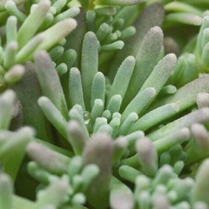 ����� ������� (Sedum rubens) Lizard, 10 �� �����. �������! ������� �� �������� �������!