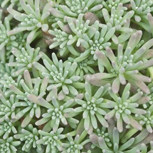 ����� ������� (Sedum rubens) Lizard, 10 �� �����. �������! ������� �� �������� �������!