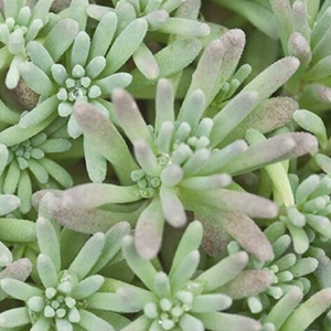 ����� ������� (Sedum rubens) Lizard, 10 �� �����. �������! ������� �� �������� �������!