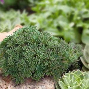 ����� ������� (Sedum rubens) Lizard, 10 �� �����. �������! ������� �� �������� �������!