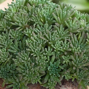 ����� ������� (Sedum rubens) Lizard, 10 �� �����. �������! ������� �� �������� �������!