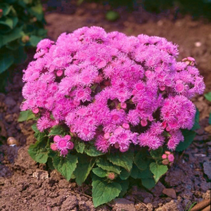 �������� ������������ (Ageratum mexicanum) Pink Ball, 0,1 � �����